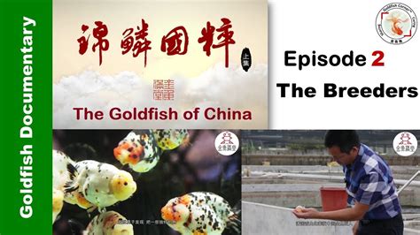 go fish china|Chinese Go Fish .